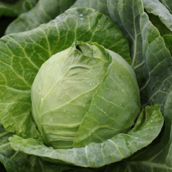 Kapusta Rosberg f1 2500 nasion st